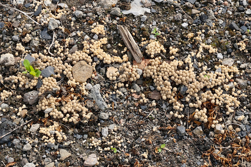 Coprinellus disseminatus - &copy; Charles Hipkin