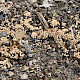 Coprinellus disseminatus