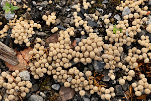 Coprinellus disseminatus Fairy Inkcap