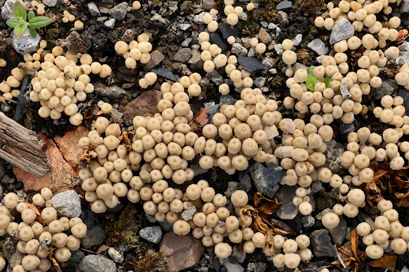 Coprinellus disseminatus - &copy; Charles Hipkin