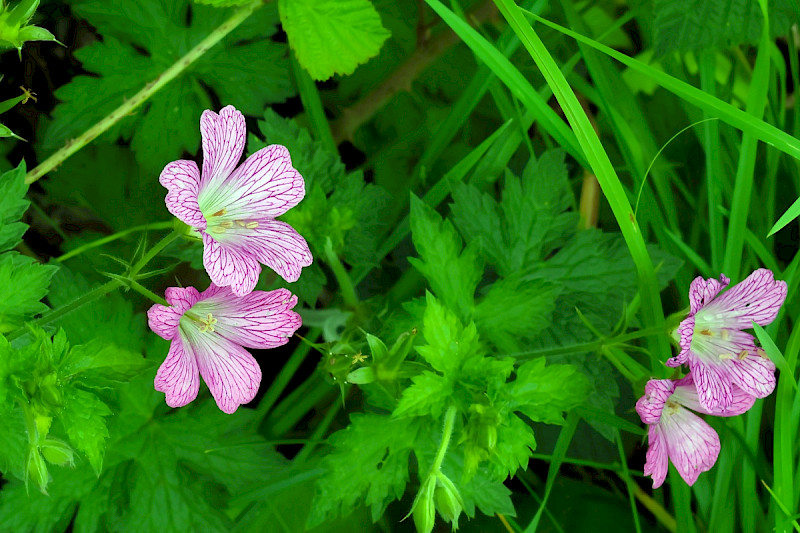 Geranium x oxonianum - &copy; Charles Hipkin