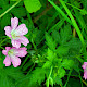 Geranium x oxonianum
