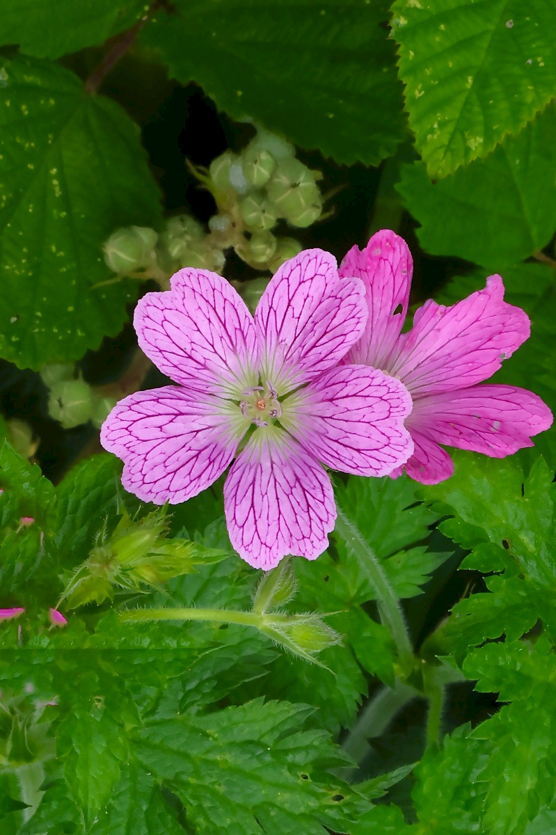 Geranium x oxonianum - &copy; Charles Hipkin