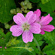 Geranium x oxonianum