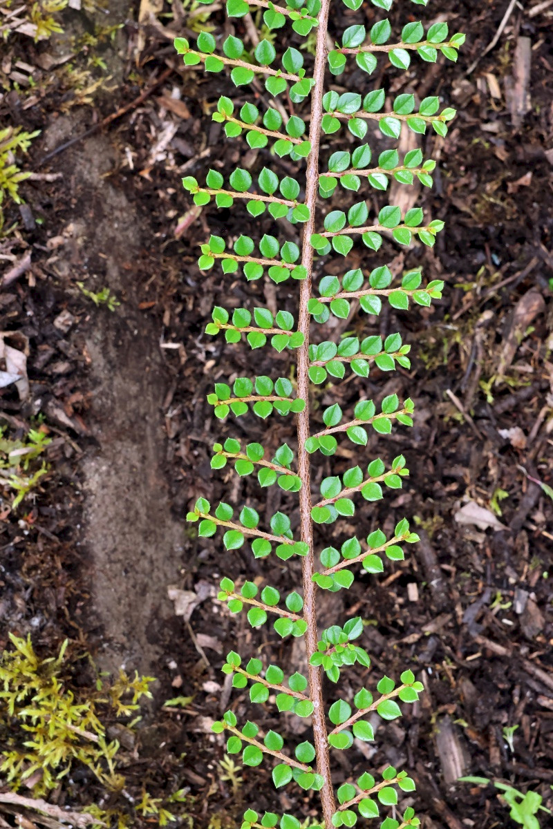 Cotoneaster horizontalis - &copy; Charles Hipkin