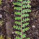 Cotoneaster horizontalis