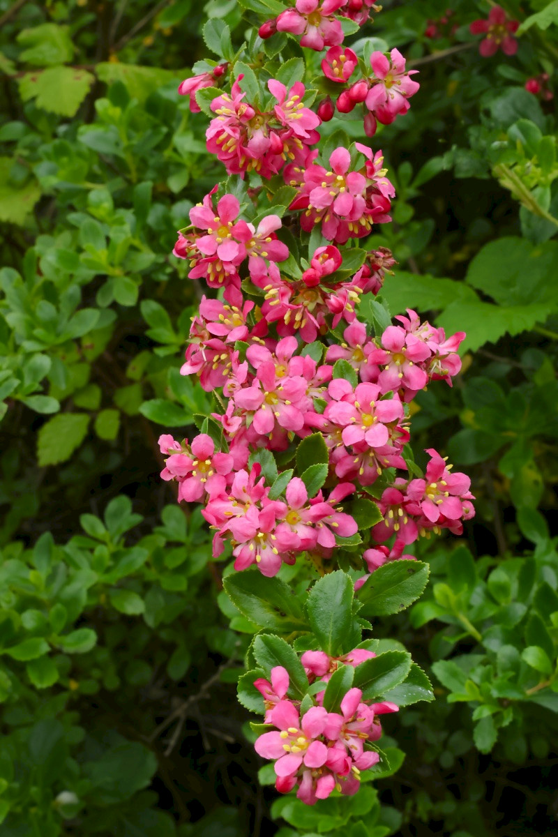 Escallonia rubra - &copy; Charles Hipkin