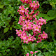 Escallonia rubra