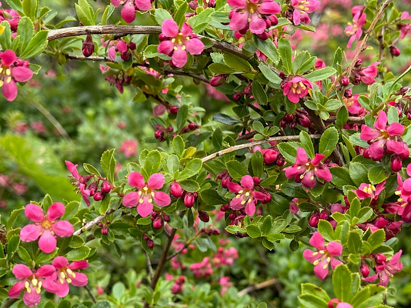 Escallonia rubra