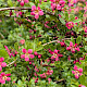 Escallonia rubra