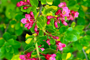 Escallonia rubra Escallonia