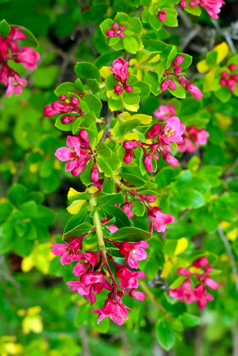 Escallonia rubra - &copy; Charles Hipkin