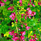 Escallonia rubra