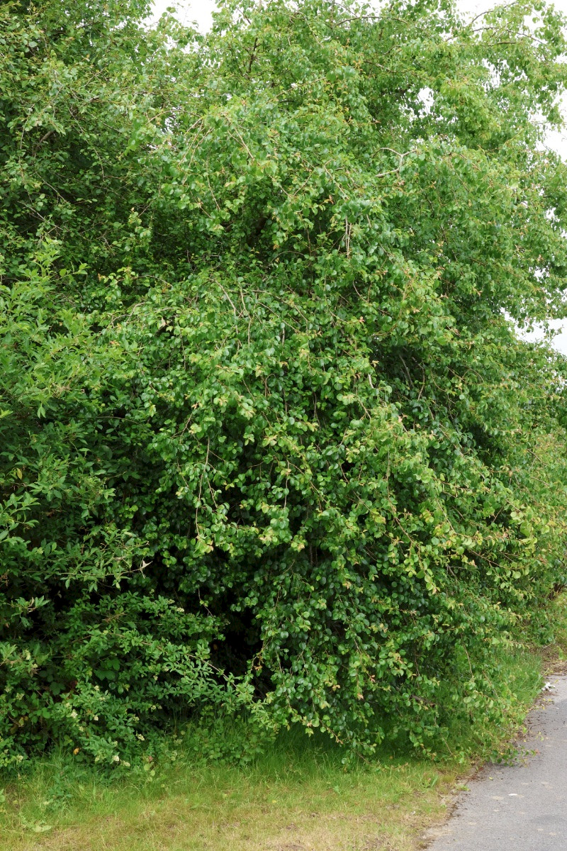 Pyrus communis sens. lat. - &copy; Charles Hipkin