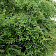 Pyrus communis sens. lat.