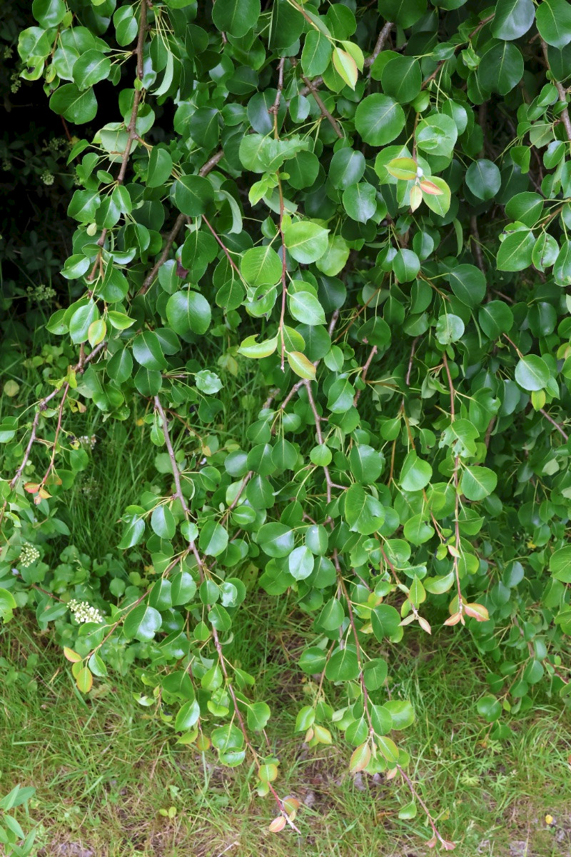 Pyrus communis sens. lat. - &copy; Charles Hipkin