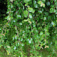 Pyrus communis sens. lat.