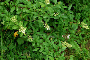 Ligustrum ovalifolium Garden Privet