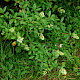Ligustrum ovalifolium