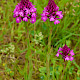 Anacamptis pyramidalis
