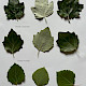 Populus alba