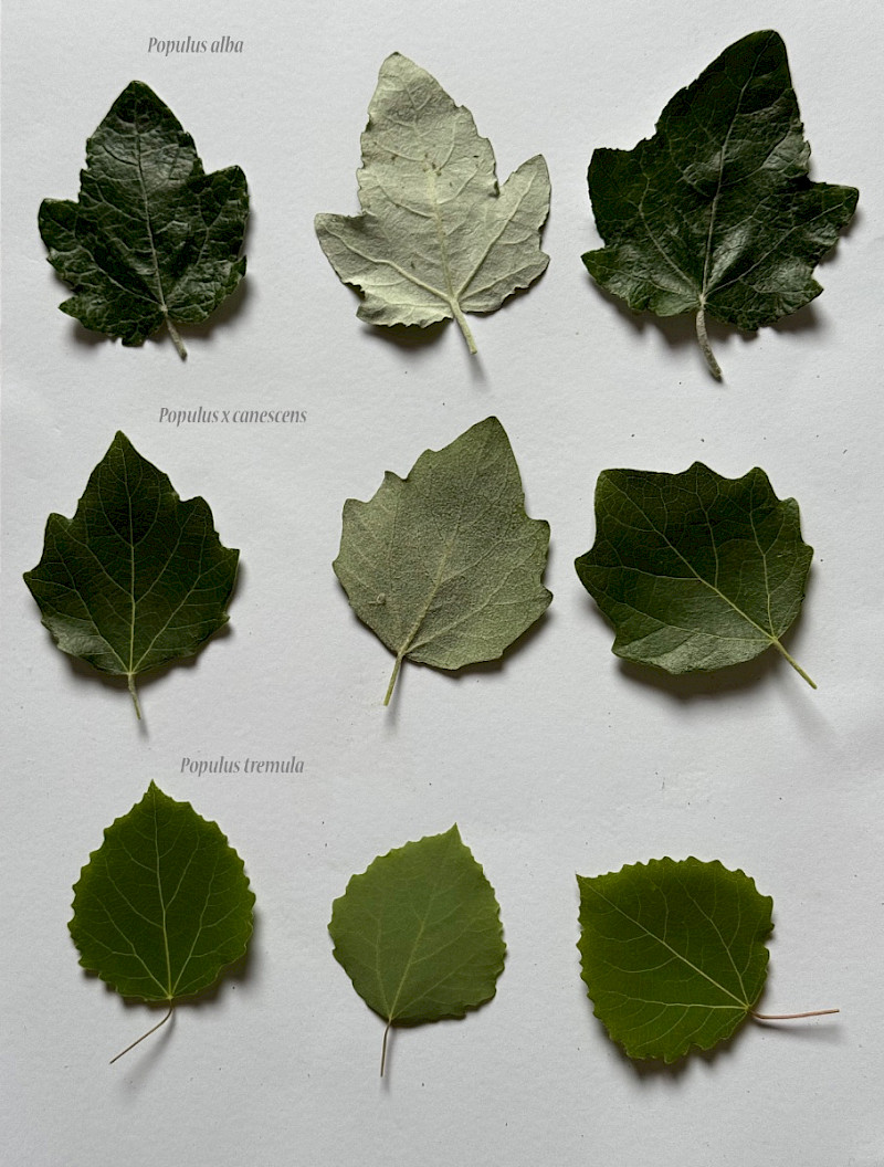Populus tremula - &copy; Charles Hipkin