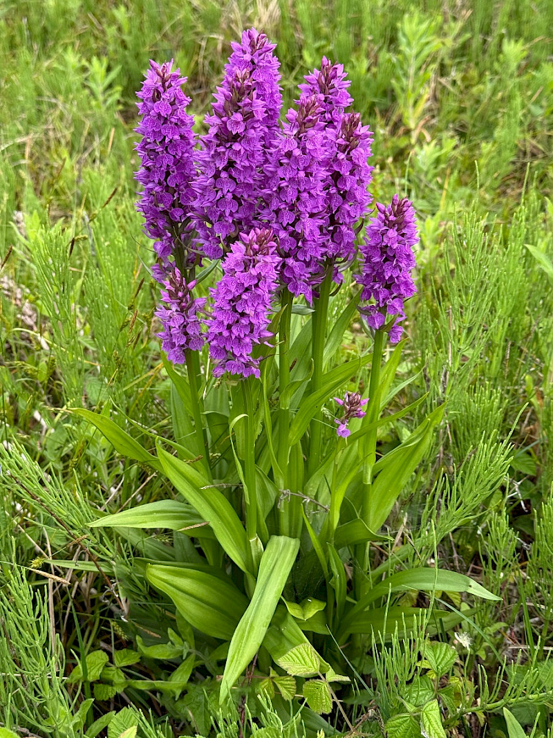 Dactylorhiza praetermissa - &copy; Charles Hipkin