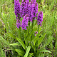 Dactylorhiza praetermissa