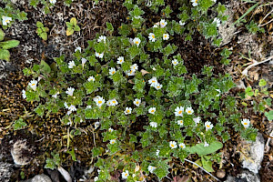 Euphrasia tetraquetra Western Eyebright