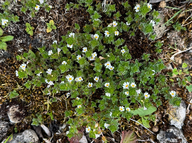Euphrasia tetraquetra - &copy; Charles Hipkin