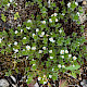 Euphrasia tetraquetra