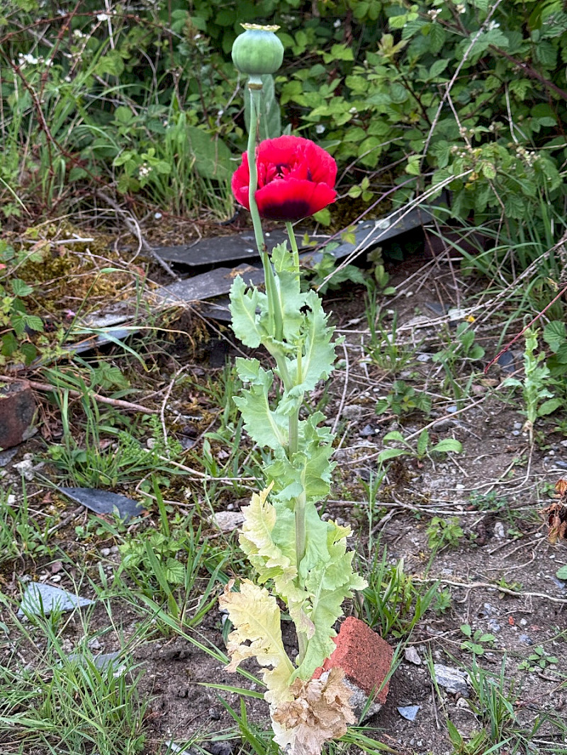 Papaver somniferum - &copy; Charles Hipkin