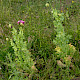 Papaver somniferum