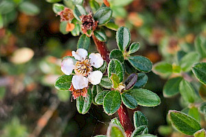 Cotoneaster microphyllus Small-leaved Cotoneaster
