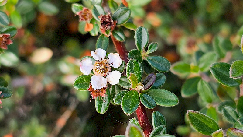 Cotoneaster microphyllus - &copy; Barry Stewart