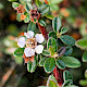 Cotoneaster microphyllus