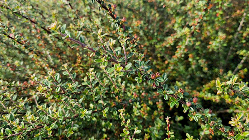 Cotoneaster microphyllus - &copy; Barry Stewart