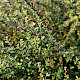 Cotoneaster microphyllus