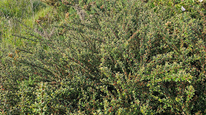 Cotoneaster microphyllus - &copy; Barry Stewart