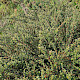 Cotoneaster microphyllus