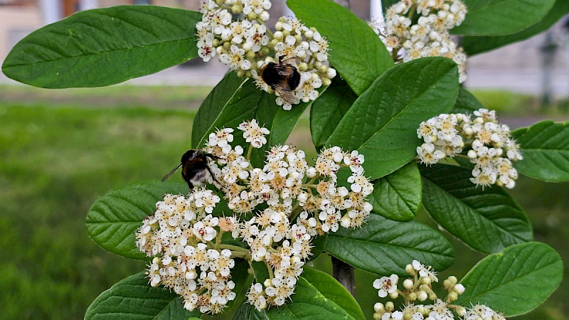 Cotoneaster lacteus - &copy; Barry Stewart
