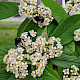 Cotoneaster lacteus