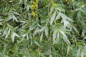 Salix alba White Willow