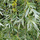 Salix alba
