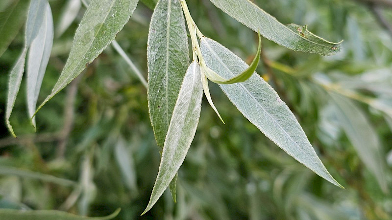 Salix alba - &copy; Barry Stewart