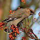 Sorbus aucuparia