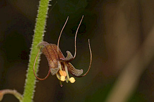 Tolmiea menziesii Pick-a-back-plant