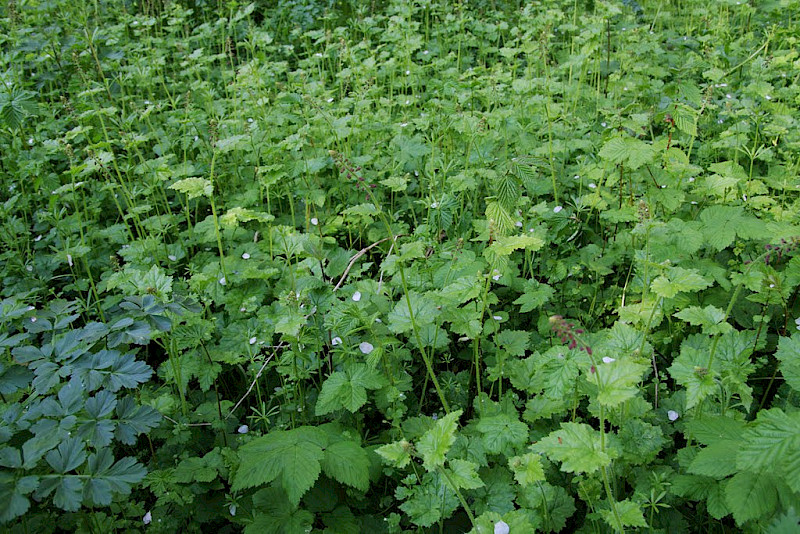 Tolmiea menziesii - &copy; Barry Stewart