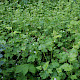 Tolmiea menziesii