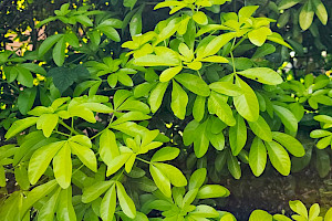 Choisya ternata Mexican Orange